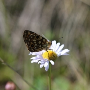 Oreixenica orichora at Cotter River, ACT - 24 Dec 2017