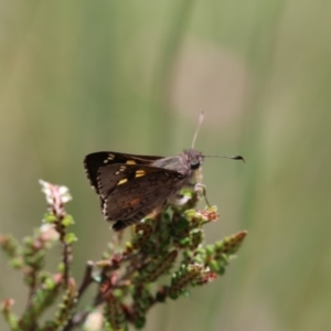 Trapezites phigalioides at Cotter River, ACT - 24 Dec 2017