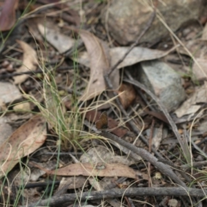 Neolucia hobartensis at Cotter River, ACT - 24 Dec 2017 12:03 PM