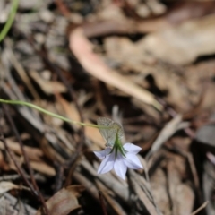 Zizina otis (Common Grass-Blue) at Cotter River, ACT - 24 Dec 2017 by PeterR