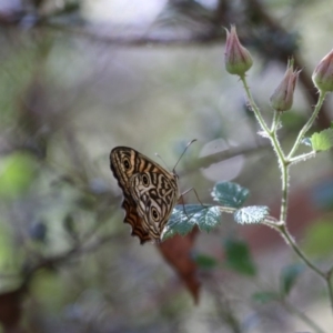 Geitoneura acantha at Paddys River, ACT - 7 Jan 2018