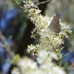 Jalmenus ictinus (Stencilled Hairstreak) at Paddys River, ACT - 6 Jan 2018 by PeterR