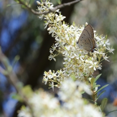 Jalmenus ictinus (Stencilled Hairstreak) at Tidbinbilla Nature Reserve - 6 Jan 2018 by PeterR