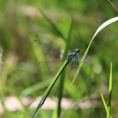 Austroargiolestes icteromelas (Common Flatwing) at Paddys River, ACT - 7 Jan 2018 by PeterR