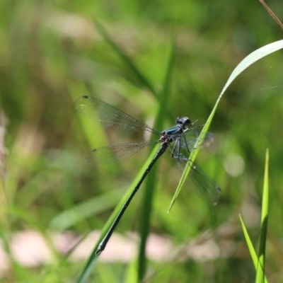 Austroargiolestes icteromelas (Common Flatwing) at Paddys River, ACT - 7 Jan 2018 by PeterR