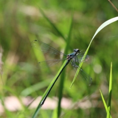 Austroargiolestes icteromelas (Common Flatwing) at Jedbinbilla - 6 Jan 2018 by PeterR