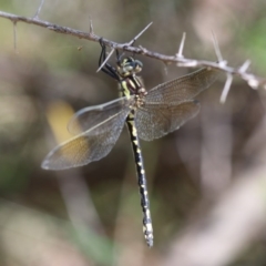 Eusynthemis virgula (Golden Tigertail) at Paddys River, ACT - 6 Jan 2018 by PeterR