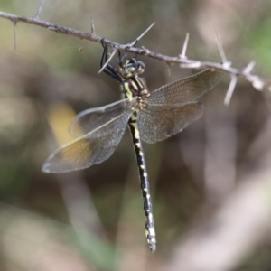 Eusynthemis virgula at Paddys River, ACT - 7 Jan 2018 09:03 AM