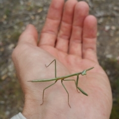 Mantodea (order) (Unidentified praying mantis) at Hume, ACT - 8 Jan 2018 by nath_kay