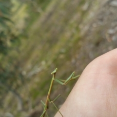 Mantodea (order) at Hume, ACT - 9 Jan 2018