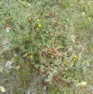 Hibbertia obtusifolia at Jerrabomberra, ACT - 8 Jan 2018 03:12 PM