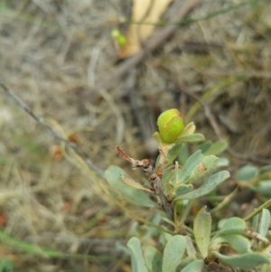 Hibbertia obtusifolia at Jerrabomberra, ACT - 8 Jan 2018 03:12 PM