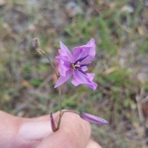 Arthropodium fimbriatum at Jerrabomberra Grassland - 10 Jan 2018 10:07 AM