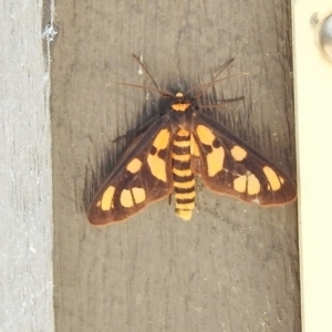 Amata (genus) at Paddys River, ACT - 10 Jan 2018 10:36 AM