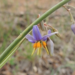 Dianella sp. aff. longifolia (Benambra) (Pale Flax Lily, Blue Flax Lily) at Michelago, NSW - 26 Dec 2017 by MichaelBedingfield