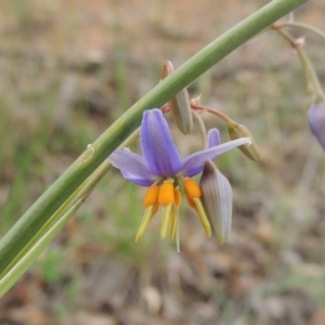 Dianella sp. aff. longifolia (Benambra) at Michelago, NSW - 26 Dec 2017