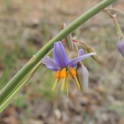 Dianella sp. aff. longifolia (Benambra) (Pale Flax Lily, Blue Flax Lily) at Michelago, NSW - 26 Dec 2017 by MichaelBedingfield