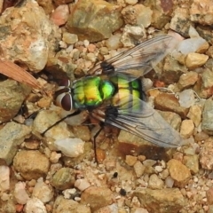 Rutilia (Chrysorutilia) formosa (A Bristle fly) at Tidbinbilla Nature Reserve - 9 Jan 2018 by JohnBundock