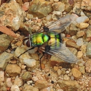 Rutilia (Chrysorutilia) formosa at Gibraltar Pines - 10 Jan 2018