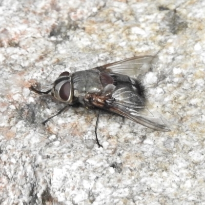 Rutilia (Donovanius) sp. (genus & subgenus) (A Bristle Fly) at Paddys River, ACT - 9 Jan 2018 by JohnBundock