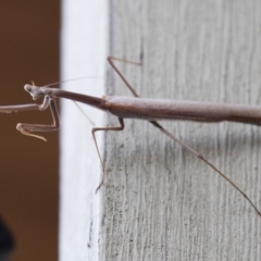 Archimantis sp. (genus) (Large Brown Mantis) at Michelago, NSW - 7 Jan 2018 by Illilanga