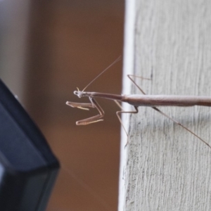 Archimantis sp. (genus) at Michelago, NSW - 7 Jan 2018 08:15 PM