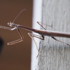 Archimantis sp. (genus) at Michelago, NSW - 7 Jan 2018