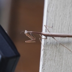 Archimantis sp. (genus) at Michelago, NSW - 7 Jan 2018 08:15 PM