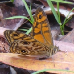 Geitoneura acantha at Farringdon, NSW - 10 Jan 2018 12:00 AM