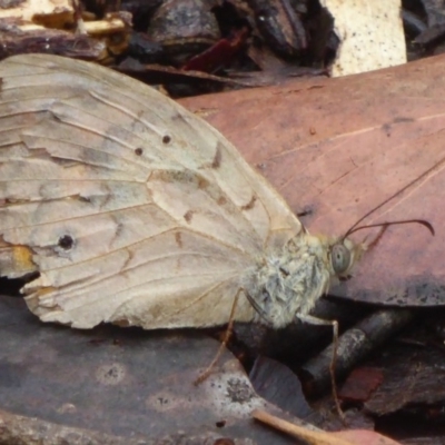 Heteronympha merope (Common Brown Butterfly) at Farringdon, NSW - 9 Jan 2018 by Christine