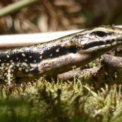 Eulamprus heatwolei (Yellow-bellied Water Skink) at Farringdon, NSW - 10 Jan 2018 by Christine