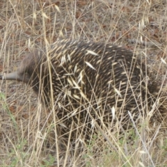 Tachyglossus aculeatus (Short-beaked Echidna) at Lake George, NSW - 9 Jan 2018 by Christine