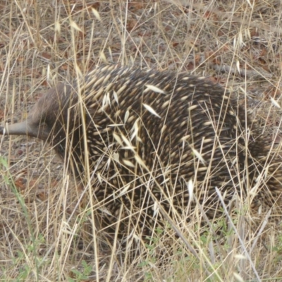 Tachyglossus aculeatus (Short-beaked Echidna) at Lake George, NSW - 9 Jan 2018 by Christine