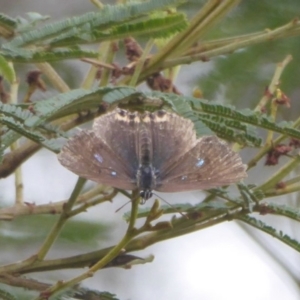 Jalmenus ictinus at Lake George, NSW - 10 Jan 2018