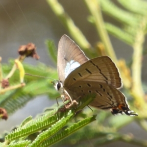 Jalmenus ictinus at Lake George, NSW - 10 Jan 2018