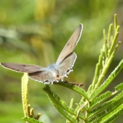 Jalmenus ictinus at Lake George, NSW - 10 Jan 2018