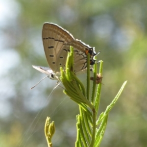 Jalmenus ictinus at Lake George, NSW - 10 Jan 2018