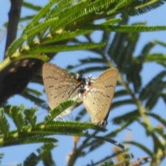 Jalmenus ictinus at Lake George, NSW - 10 Jan 2018