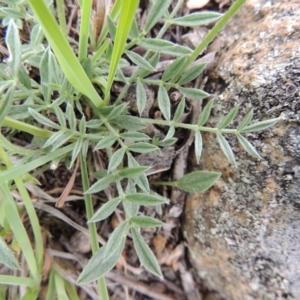 Swainsona sericea at Michelago, NSW - 26 Dec 2017 01:01 PM