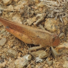 Goniaea carinata at Michelago, NSW - 26 Dec 2017 01:10 PM