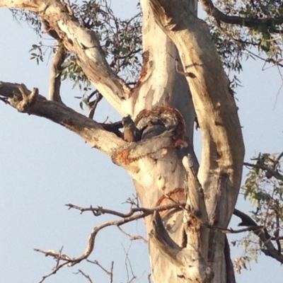 Callocephalon fimbriatum (Gang-gang Cockatoo) at Hughes, ACT - 11 Jan 2018 by jennyt