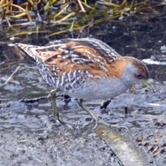 Zapornia pusilla (Baillon's Crake) at Fyshwick, ACT - 10 Jan 2018 by RodDeb