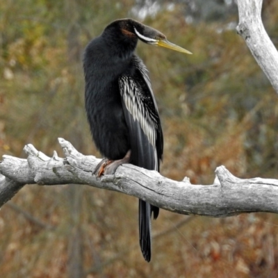 Anhinga novaehollandiae (Australasian Darter) at Fyshwick, ACT - 9 Jan 2018 by RodDeb