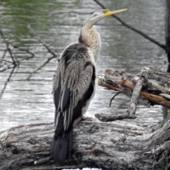 Anhinga novaehollandiae (Australasian Darter) at Fyshwick, ACT - 9 Jan 2018 by RodDeb