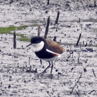 Erythrogonys cinctus (Red-kneed Dotterel) at Fyshwick, ACT - 9 Jan 2018 by RodDeb