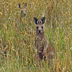 Macropus giganteus at Fyshwick, ACT - 10 Jan 2018