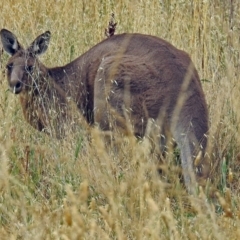 Macropus giganteus at Fyshwick, ACT - 10 Jan 2018