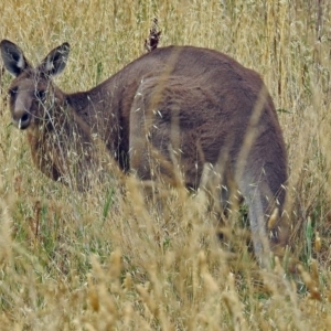 Macropus giganteus at Fyshwick, ACT - 10 Jan 2018