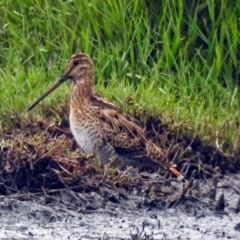 Gallinago hardwickii (Latham's Snipe) at Fyshwick, ACT - 10 Jan 2018 by RodDeb