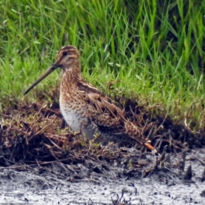 Gallinago hardwickii (Latham's Snipe) at Fyshwick, ACT - 9 Jan 2018 by RodDeb